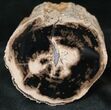 Polished Blue Forest Petrified Wood Limb ( oz) #16910-1